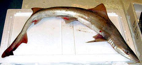 Mustelus punctulatus_03.jpg